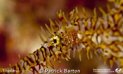 Ghost Pipefish by Patrick Barton 